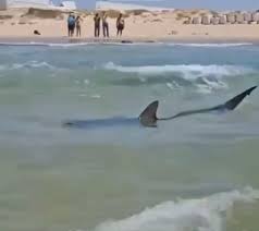 Hadera Beach Closed Indefinitely After Shark Attack